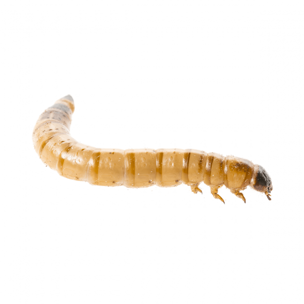 Swell Live Waxworms Bulk-Pack - Bulk Live Waxworms