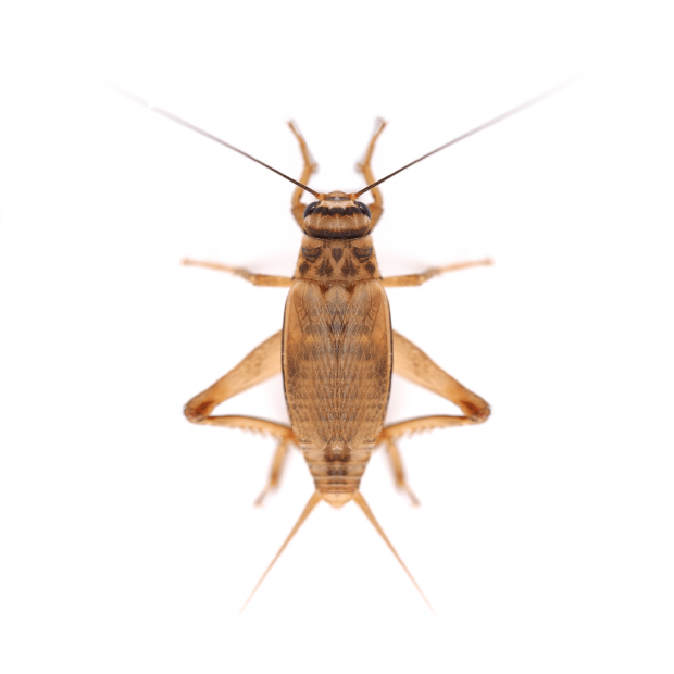 Swell Live Silent Brown Crickets Bulk-Pack