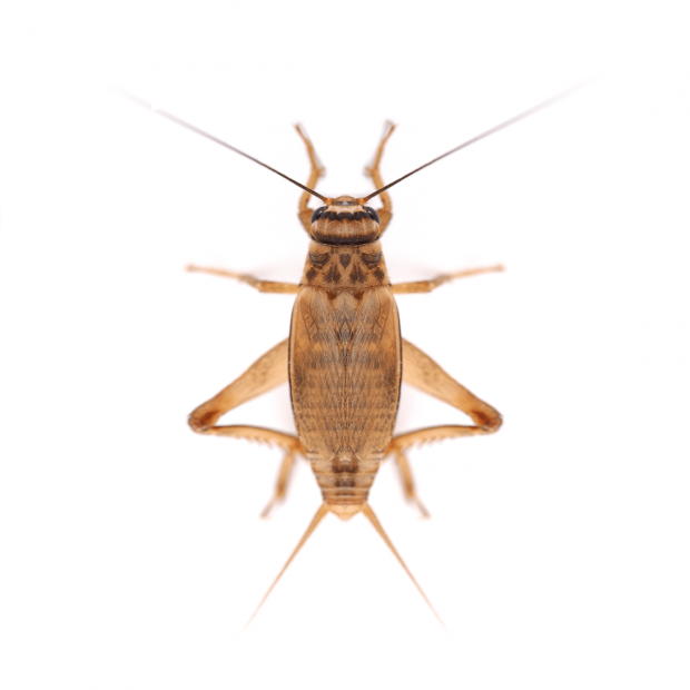 Swell Live Silent Brown Crickets Pre-Pack