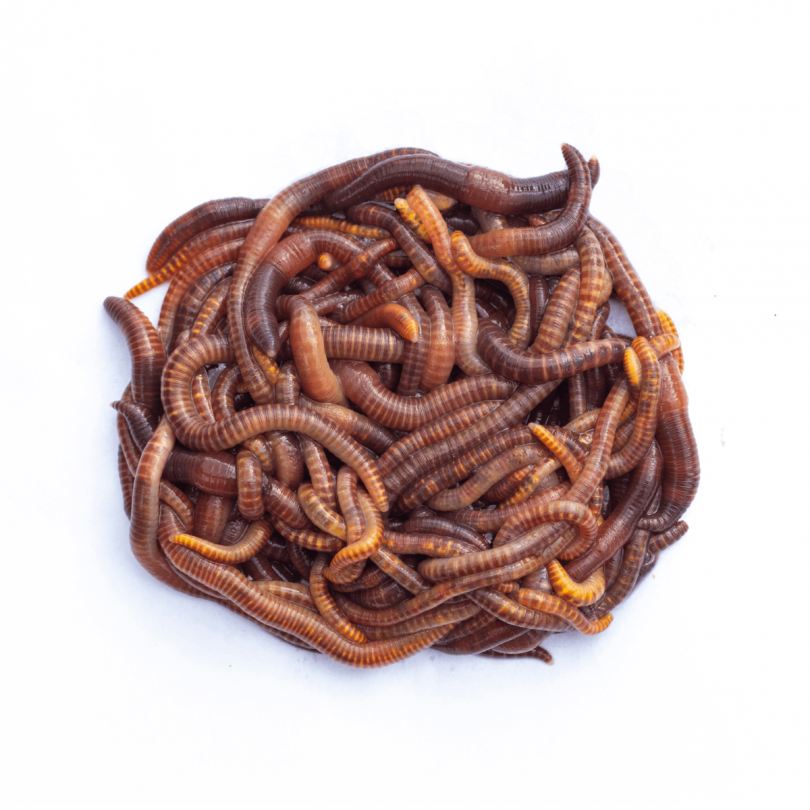 Live microworms sales