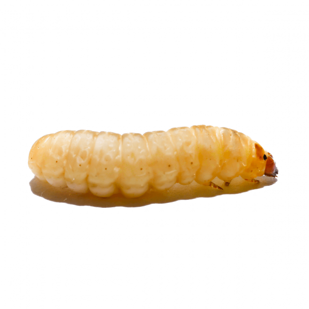 Swell Live Waxworms Pre-Pack