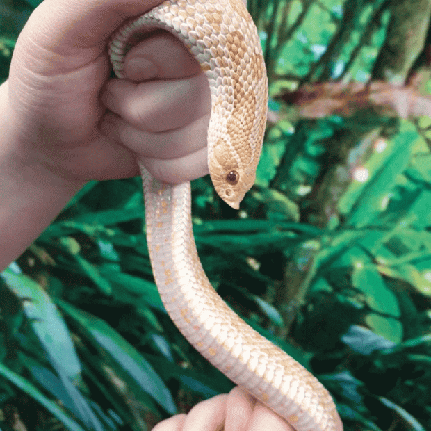 Albino western hognose snake, Heterodon nasicus