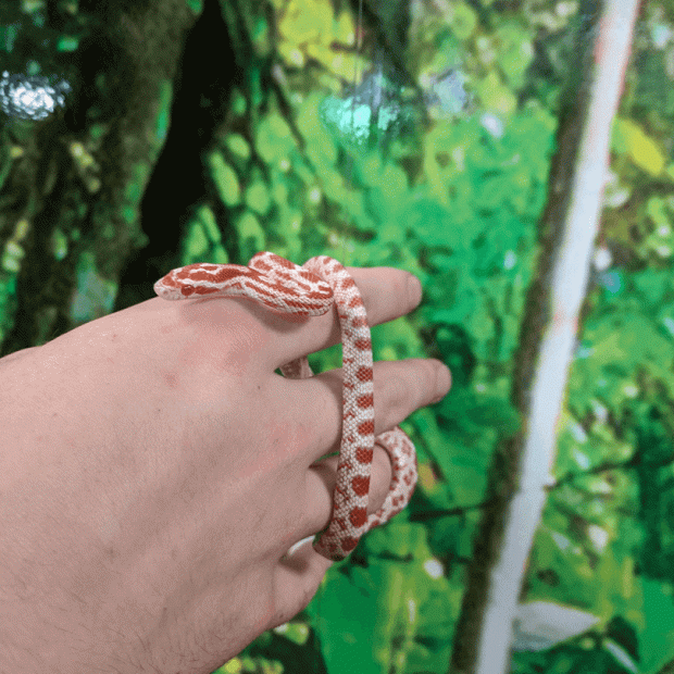 Candy cane corn snake, Pantherophis guttatus