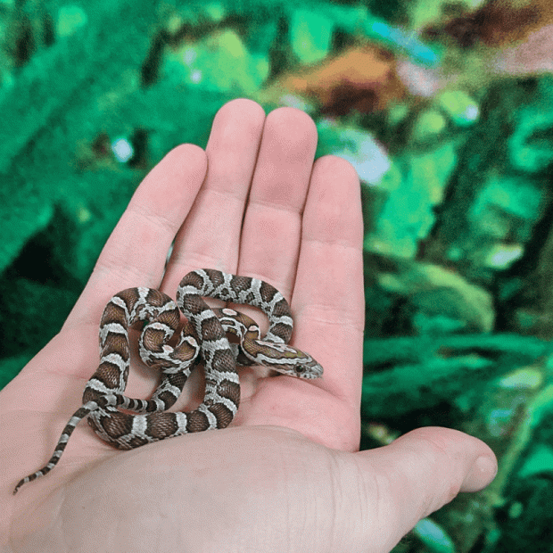 Caramel corn snake, Pantherophis guttatus