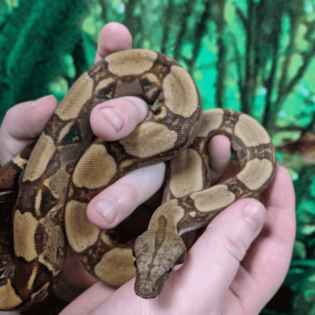 Common boa, Boa constrictor imperator