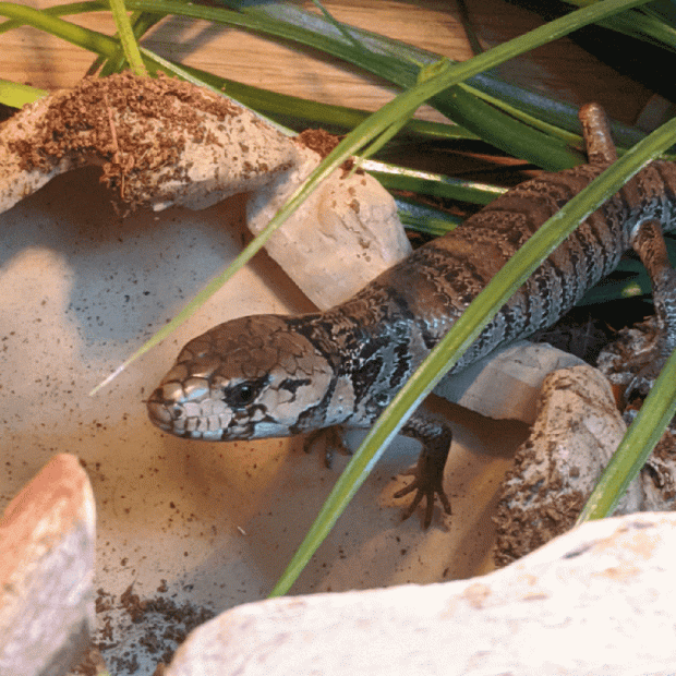 Pink tongue skink, Cyclodomorphus gerrardii