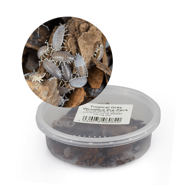 Swell Live Tropical Grey Woodlice Pre-Pack