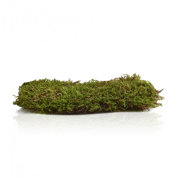 Swell Live Green Carpet Moss