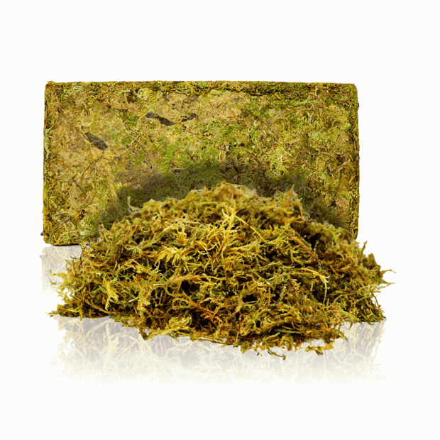 Swell Terrarium Moss