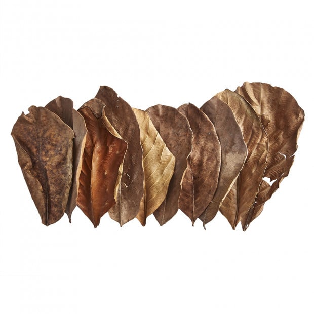 Swell Jack Fruit Leaves