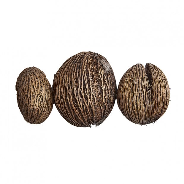 Swell Sea Mango Seeds