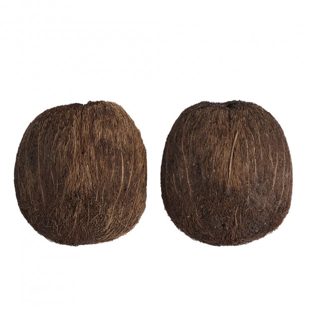 Swell Palmyrah Dried Seeds