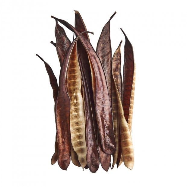 Swell Ipil Tree Pods