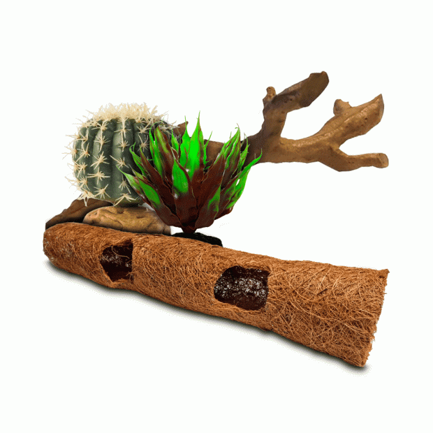 Swell Desert Reptile Bundles