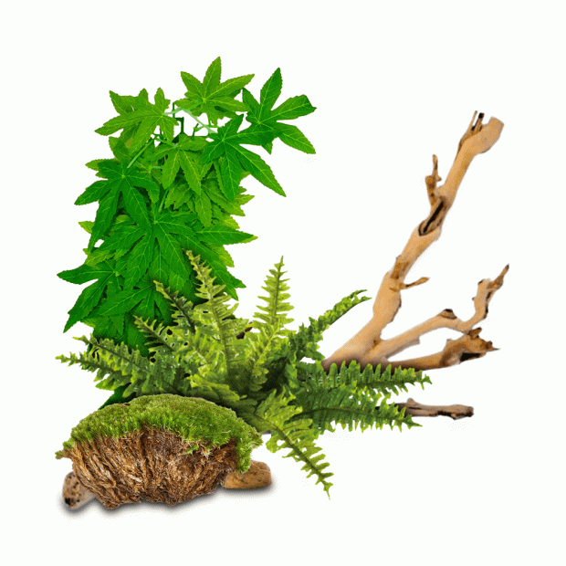 Swell Forest Reptile Bundles