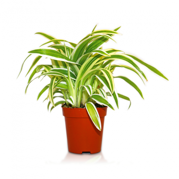 Spider plant, Chlorophytum comosum