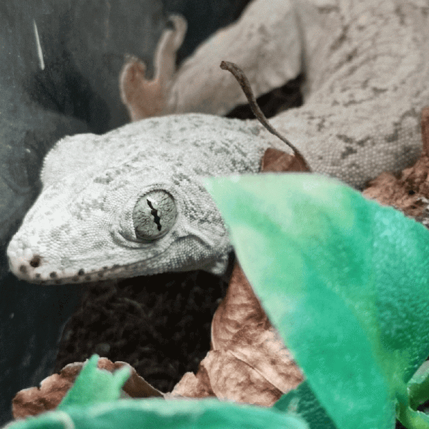 Voracious four clawed gecko, Gehyra vorax
