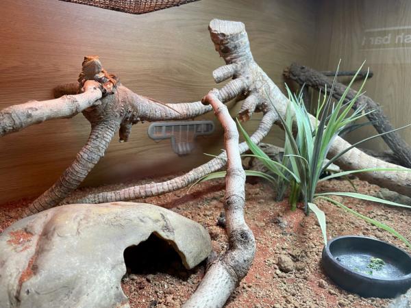 Habits and habitats: first steps in reptile decor