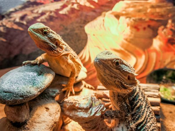 A complete guide to Bearded dragon temperature and heating