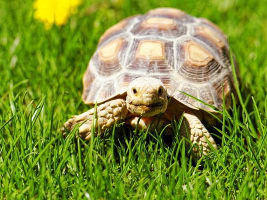 Should my tortoise enclosure be indoor or outdoor?