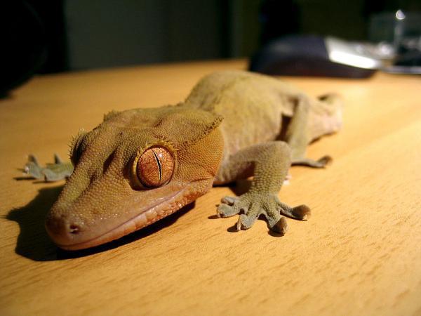 Crested gecko care: Starter kits to breeding