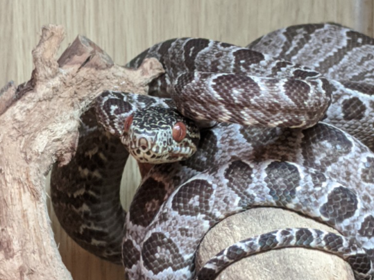Amazon tree boa, Corallus hortulana, care sheet