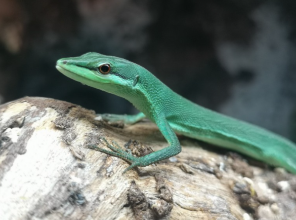 Emerald grass lizard, Takydromus smaragdinus, care sheet