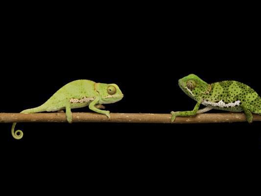 Are reptiles better together?