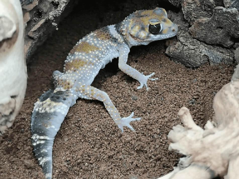 Barking gecko, Underwoodisaurus milii, care sheet
