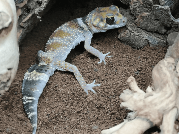Three of the best substrates for your desert reptile
