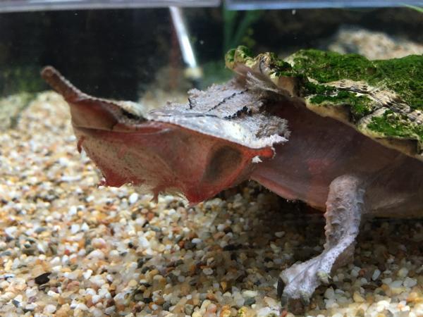 Mata mata turtle, Chelus fimbrata, care sheet