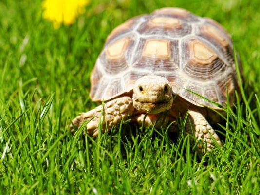 Introduction to tortoise species