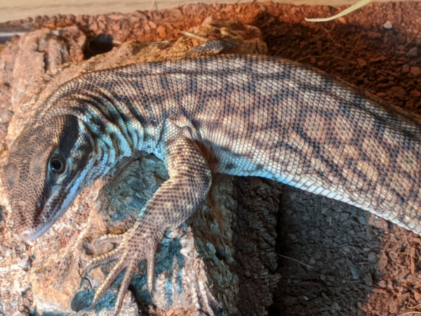 Ackie monitor, Varanus acanthurus, care sheet