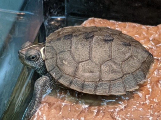 Mississippi map turtle, Graptemys pseudogeographica kohni, care sheet