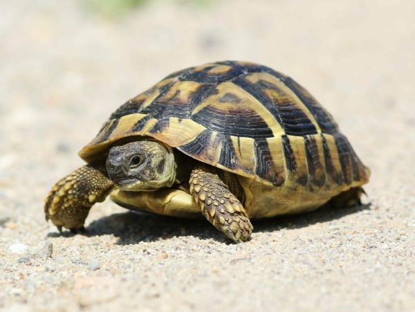 UVB light for Tortoise: what you need and how to set it up