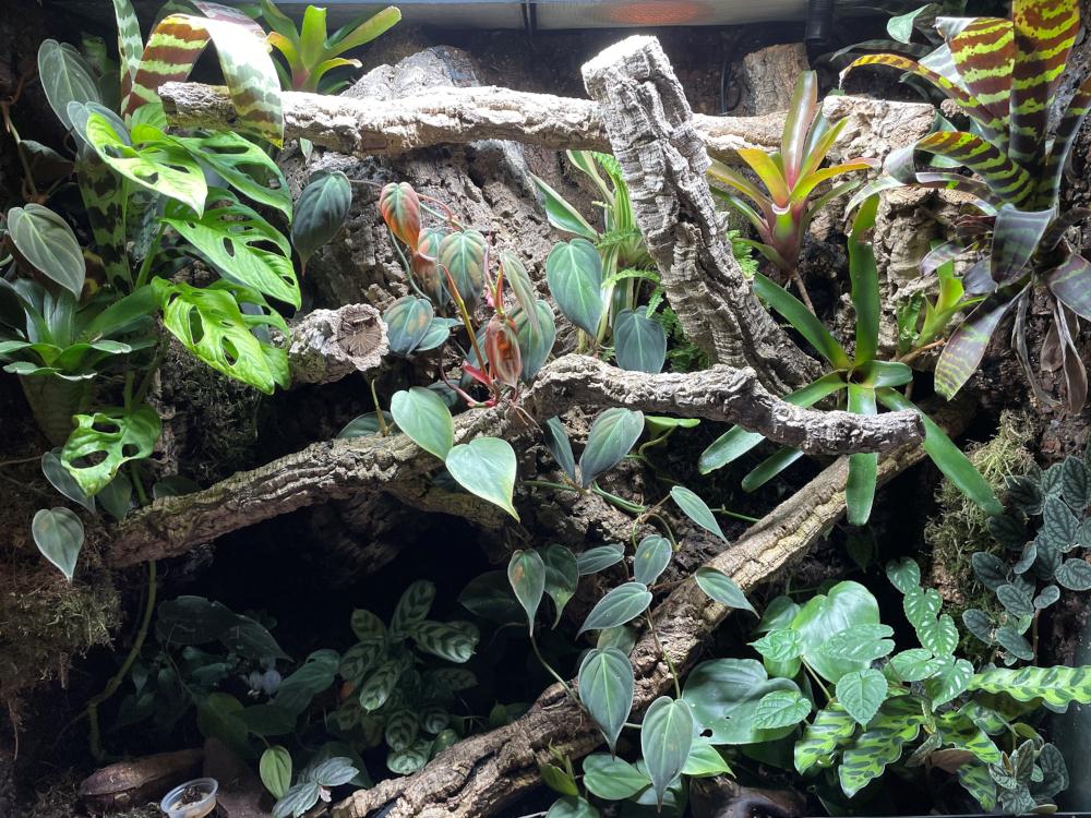 What is a bioactive reptile set-up?