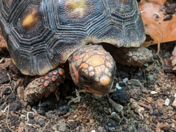Redfoot tortoise, Chelonoidis carbonaria, care sheet