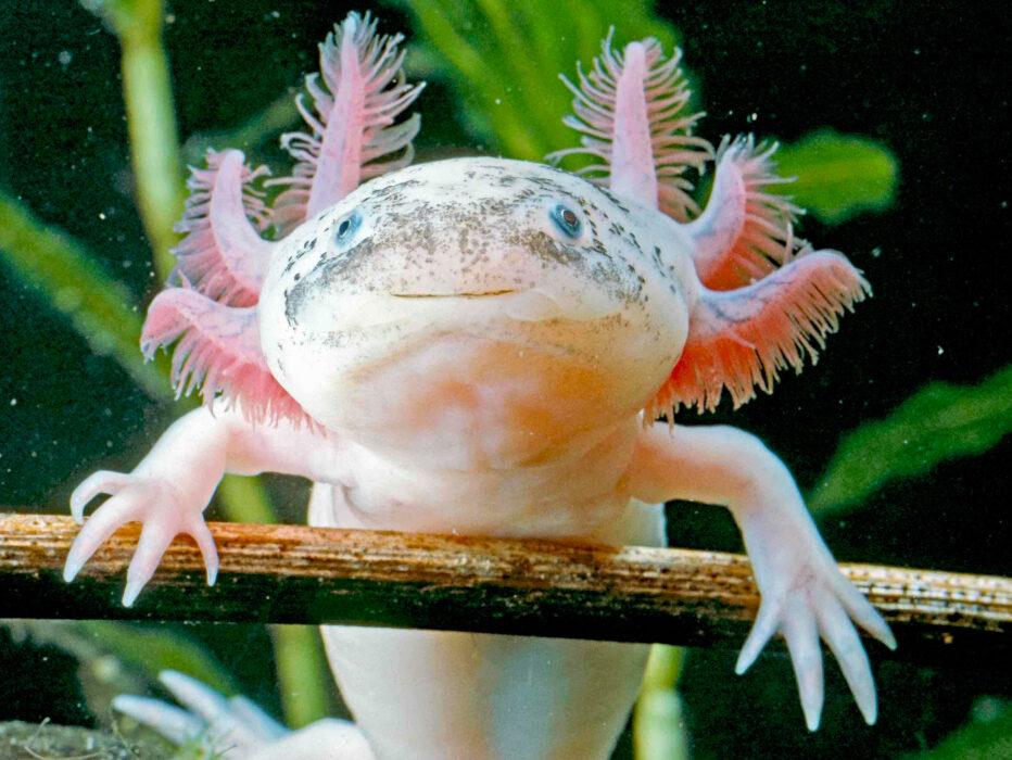 Axolotl, Ambystoma mexicanum, care sheet