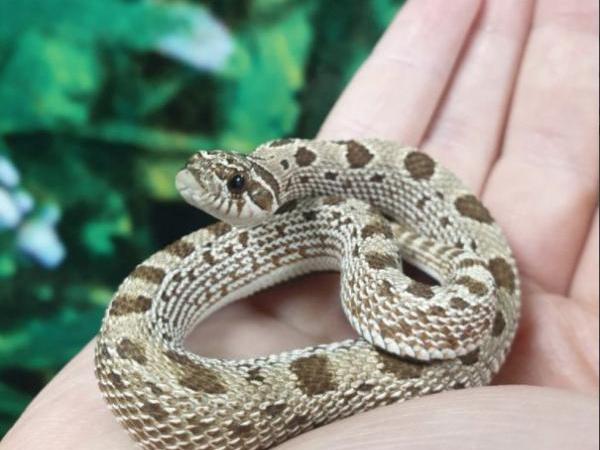 Western hognose snake, Heterodon nasicus, care sheet