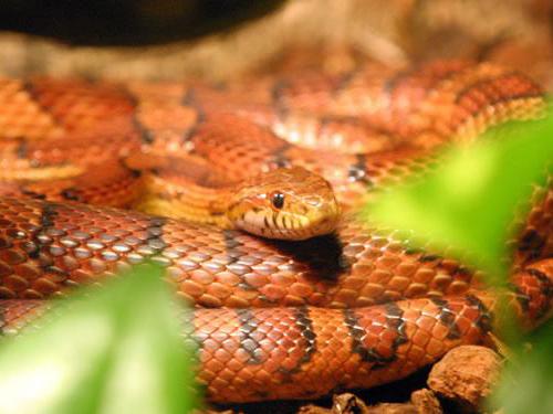 Snake breeding guide