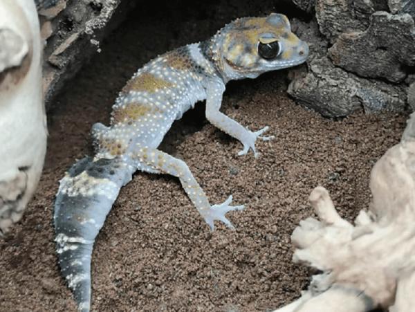 Barking gecko, Underwoodisaurus milii, care sheet