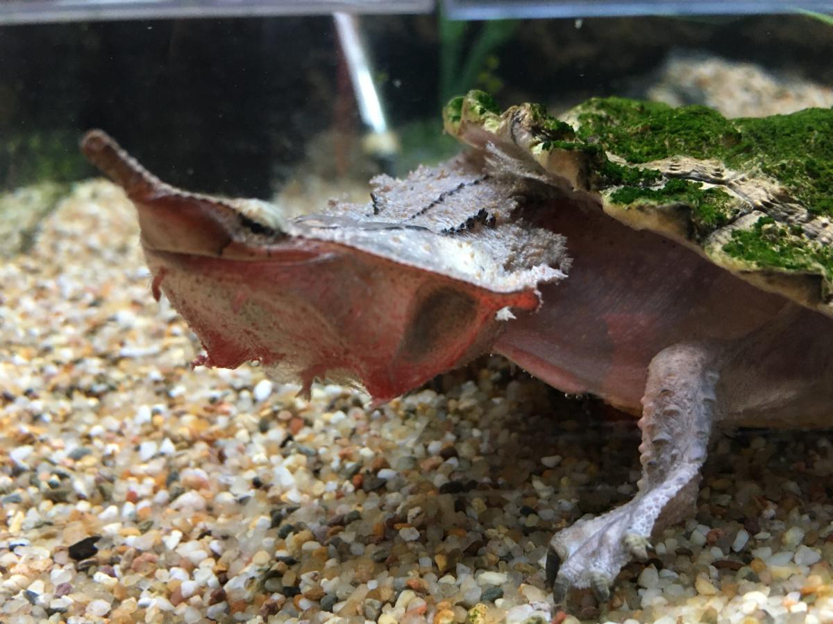 What to consider when getting a pet turtle - Help Guides