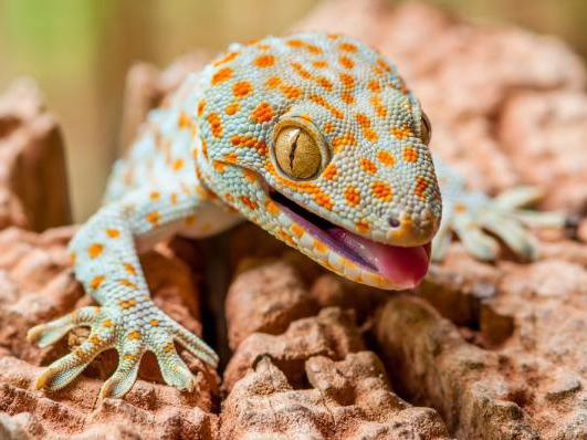 Tokay gecko, Gekko gecko, care sheet