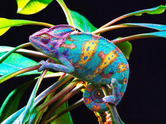 Yemen chameleon, Chameleo calyptratus, care sheet