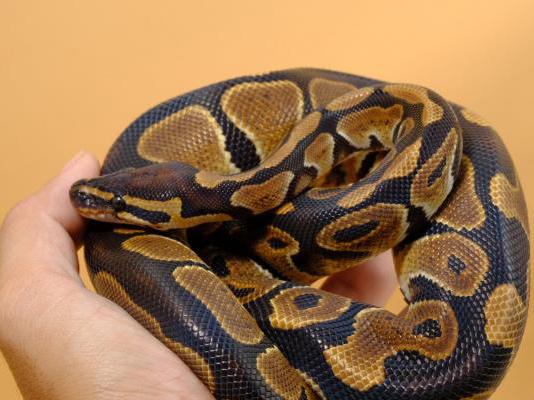 Royal python, Python regius, care sheet