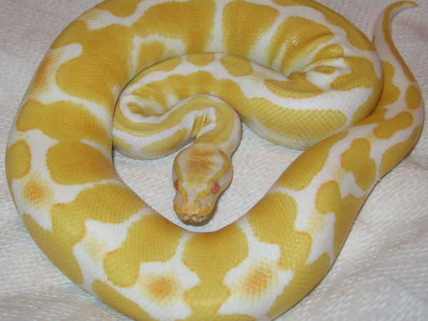 Ball python FAQs