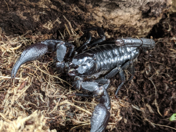 Asian forest scorpion, Heterometrus sp.