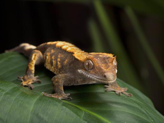 Crested gecko, Correlophus ciliatus, care sheet