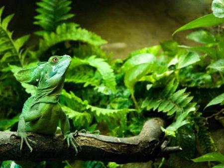 Green basilisk, Basiliscus plumifrons, care sheet