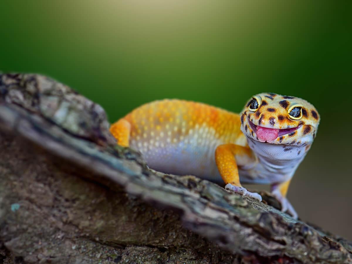 Reptile keeping for beginners